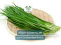 100 Garlic Chives Seeds for Planting - Allium tuberosum - Fresh, Aromatic Herb for Cooking, Garden, & Asian Dishes, Easy to Grow