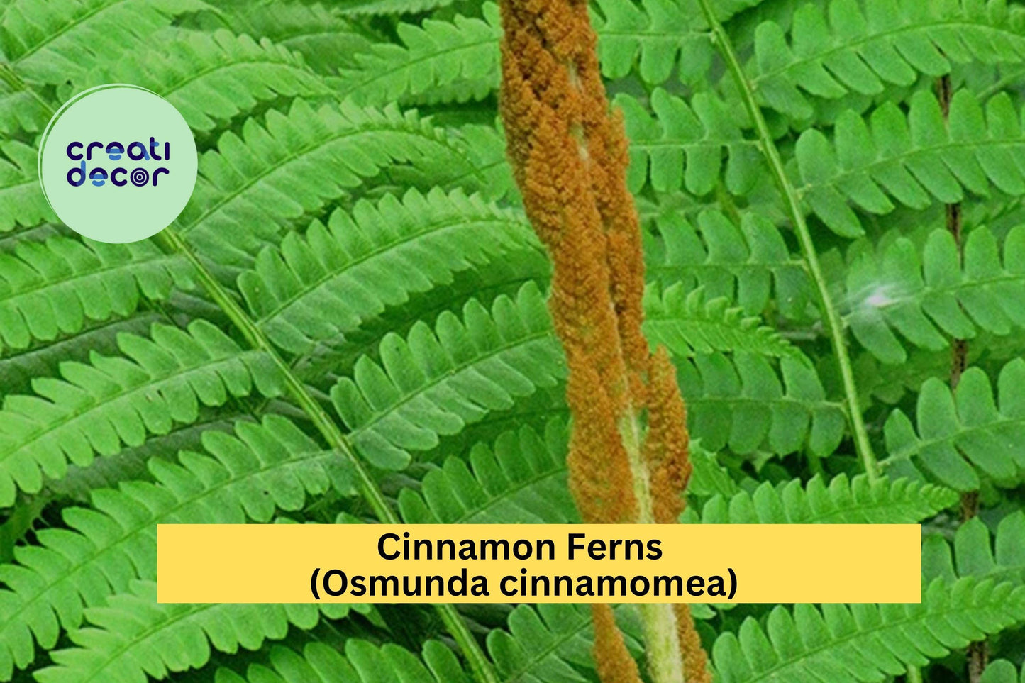 Cinnamon Fern Bare Root 3-Pack – Osmunda cinnamomea – Hardy Shade Perennial for Moist Woodland or Garden Borders