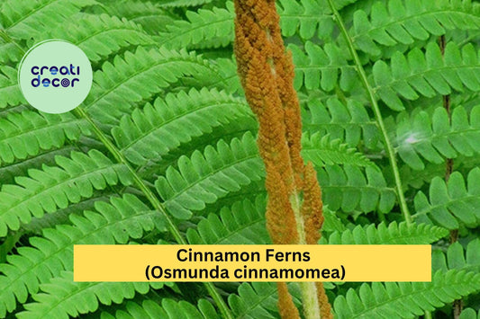 Cinnamon Fern Bare Root 3-Pack – Osmunda cinnamomea – Hardy Shade Perennial for Moist Woodland or Garden Borders