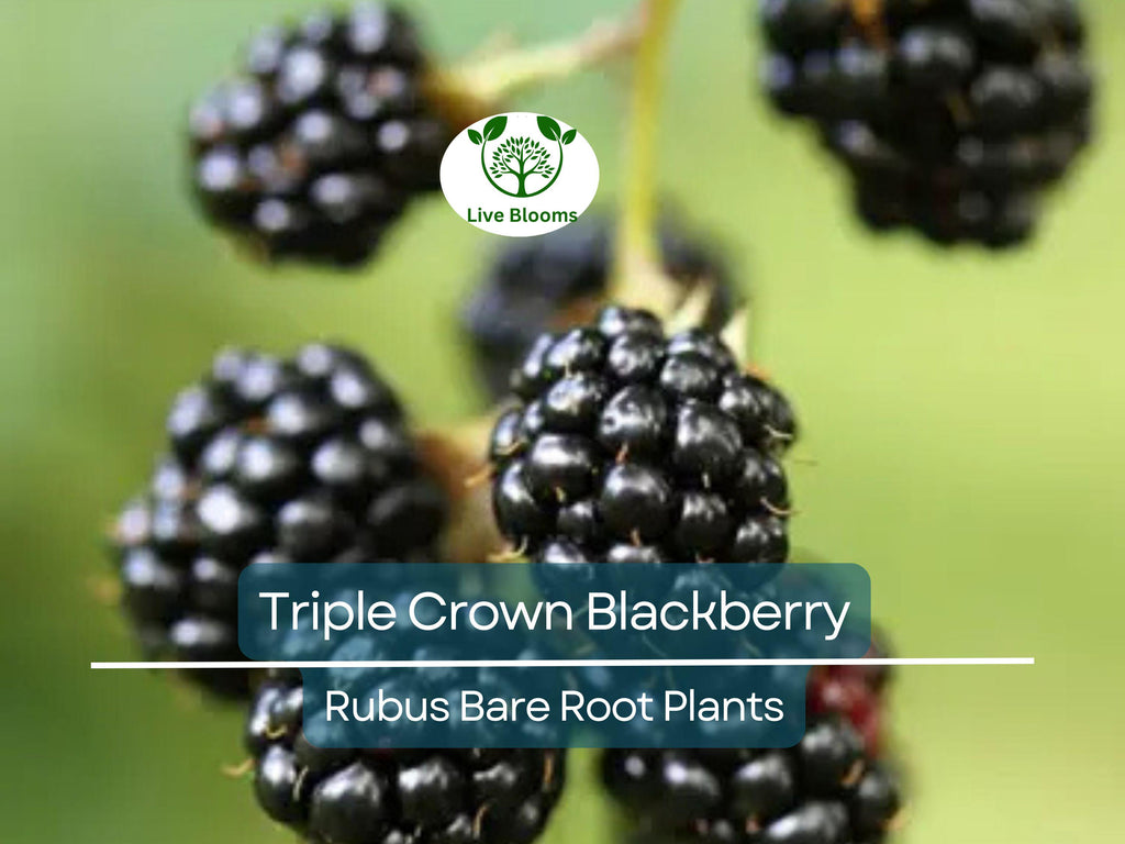 3 Triple Crown Blackberry Plants – Thornless Bare Root Bushes – Heavy Yields, Sweet Fruit, Easy to Grow Berry Shrubs