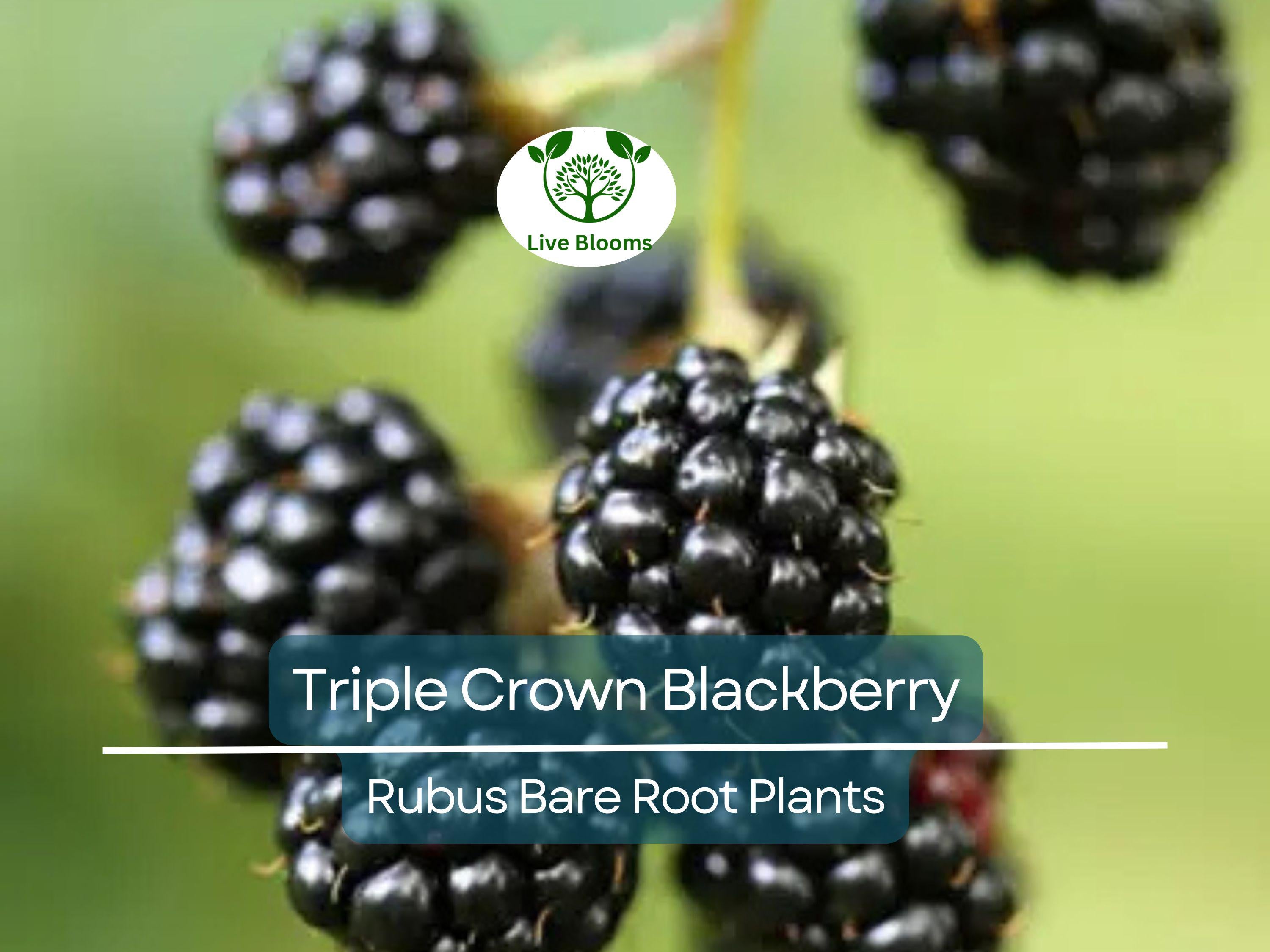 3 Triple Crown Blackberry Plants – Thornless Bare Root Bushes – Heavy Yields, Sweet Fruit, Easy to Grow Berry Shrubs