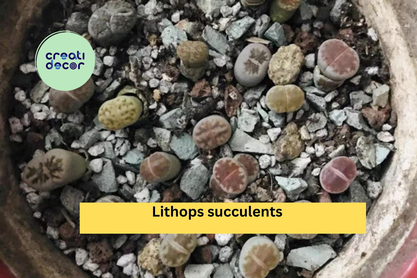 40 Lithops Living Stone Succulents | Mini Bare Root Plants 0.2–0.3 Inch | Rare Collectible Succulent Starter Pack for Indoor Pots