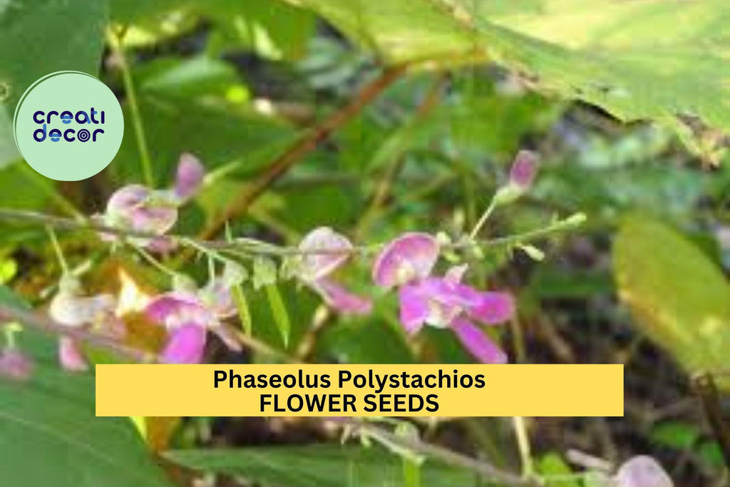 3pcs of 5seeds Phaseolus Polystachios – Wild Kidney Bean Vine Seeds for Planting – Native Climbing Vine with Edible Pods