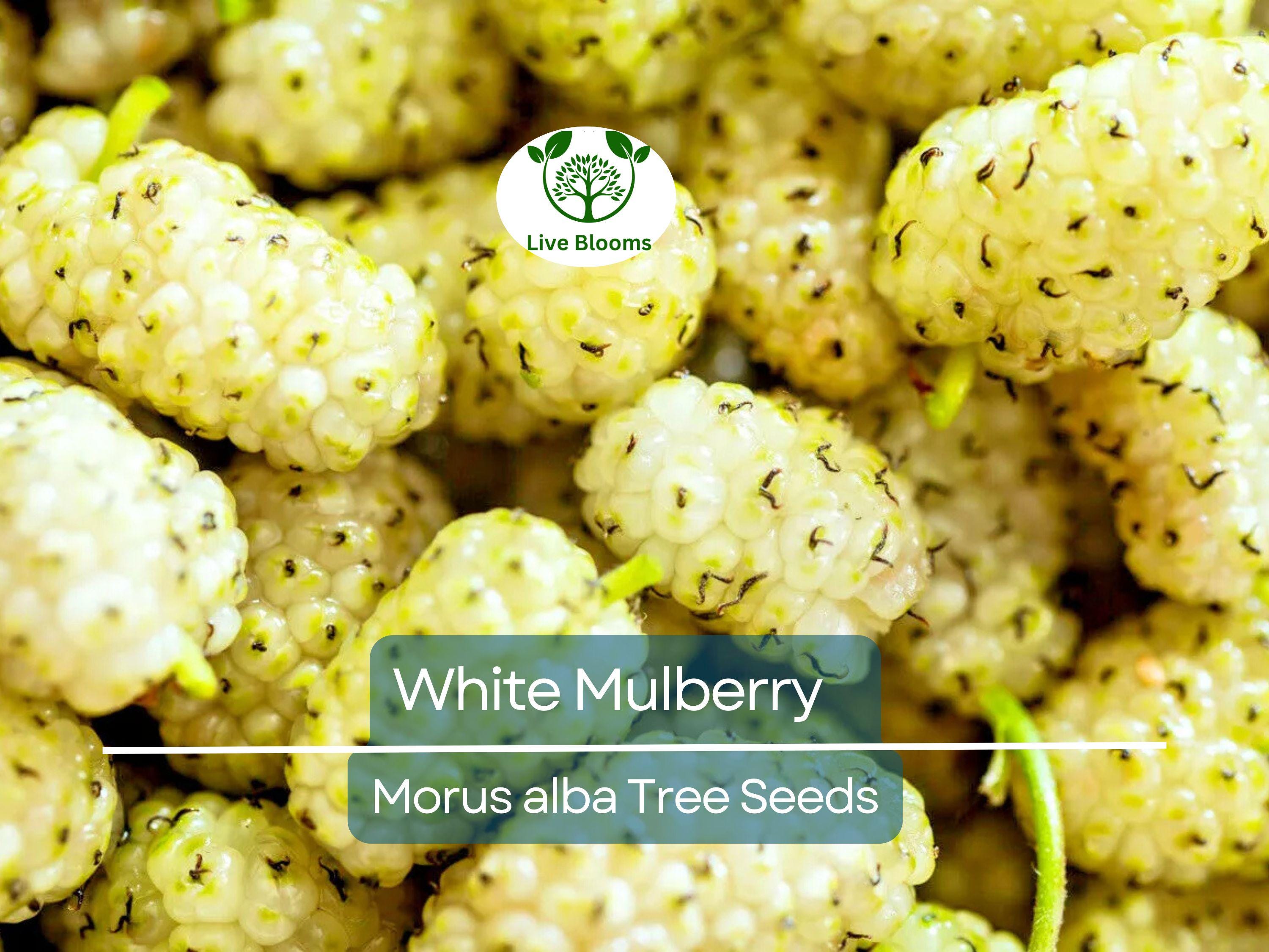 50 White Mulberry Tree Seeds (Morus alba) - Sweet Edible Fruit, Grow Your Own Mulberry Tree, for Gardens, Healthy Snack, Fast Growing
