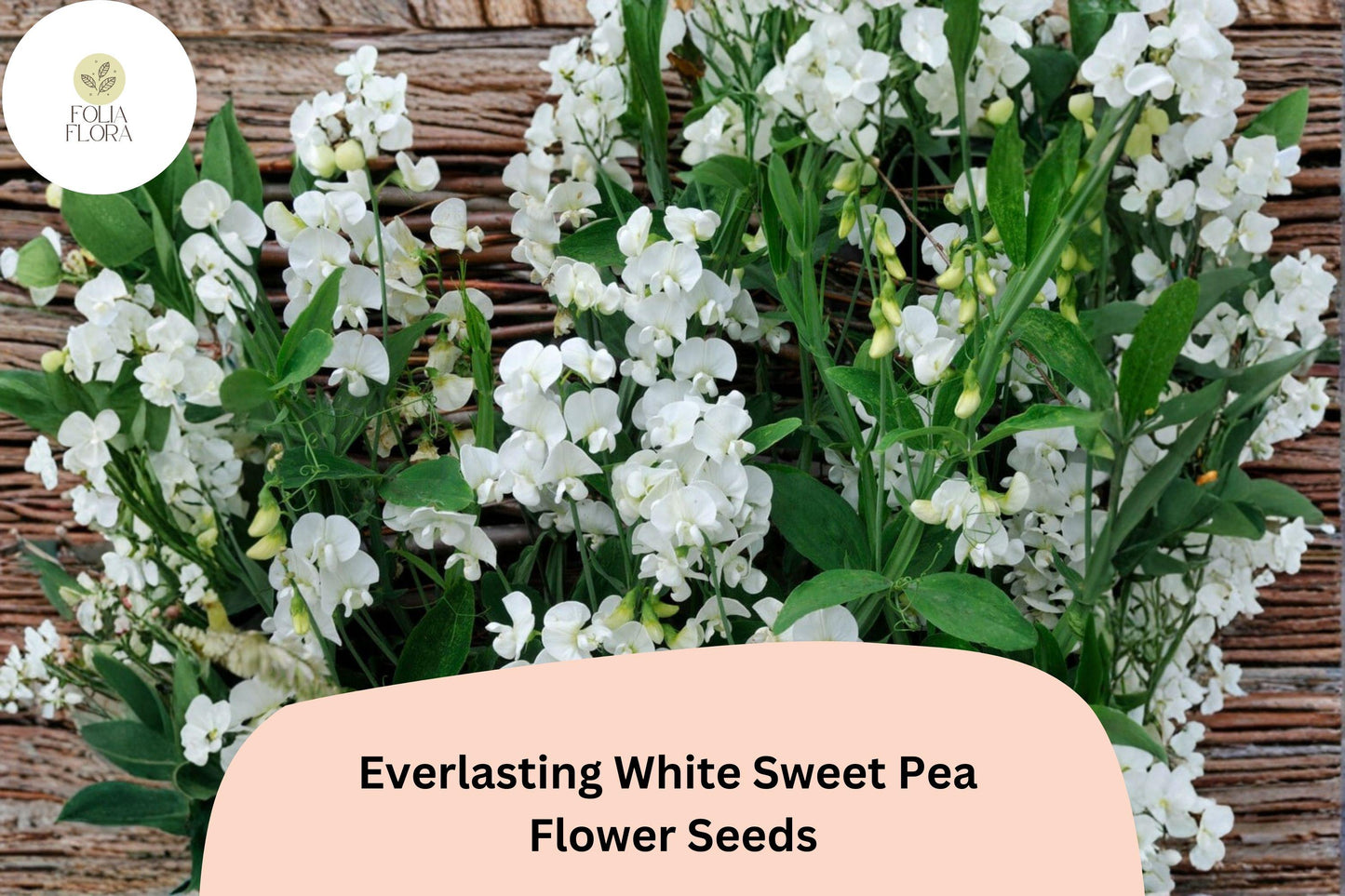 Everlasting White Sweet Pea Seeds | Lathyrus latifolius Perennial Climbing Vine White Flowers (50+ Seeds)