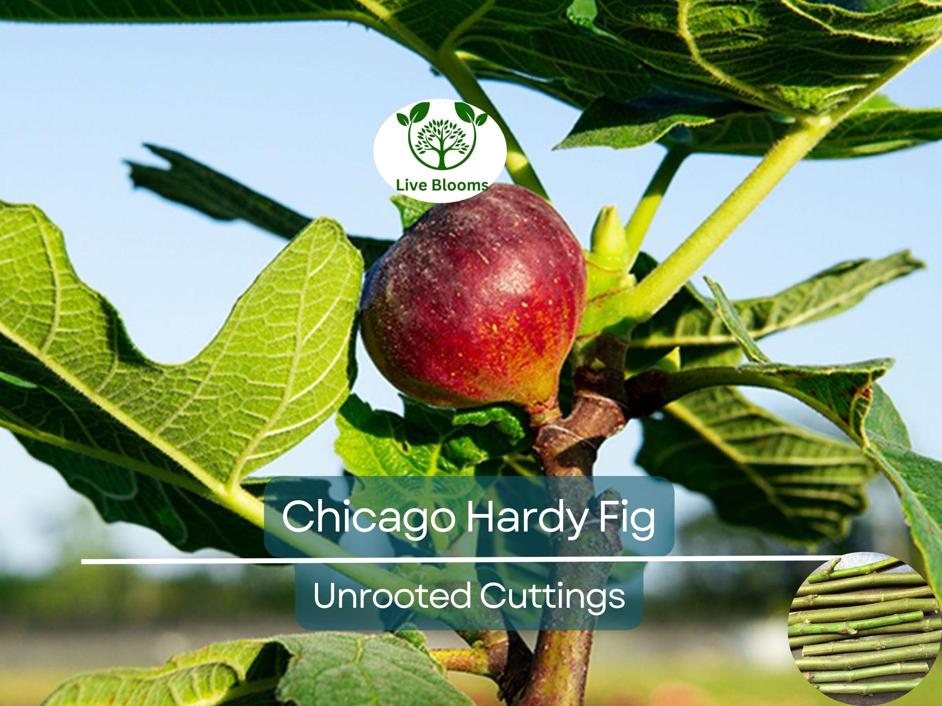 10 Chicago Hardy Fig Tree Scion Cuttings - Ficus carica Unrooted 10-12” for Rooting or Grafting - Cold-Hardy Fruit Variety