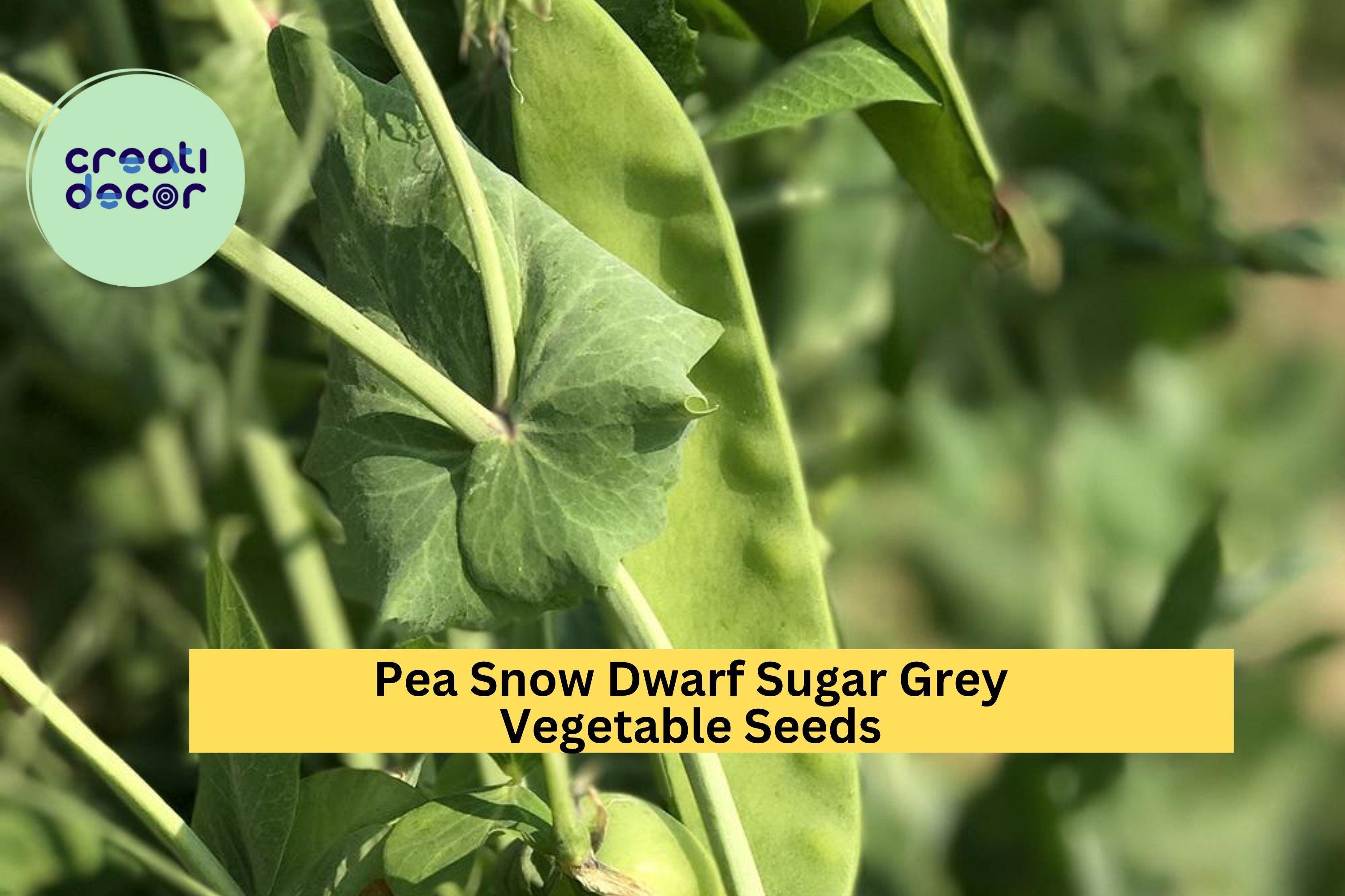 3pcs of 5g Snow Pea Dwarf Sugar Grey Seeds – Edible Pod Peas for Stir-Fries, Trellis Gardens, and Crisp Spring Harvests Seeds for Planting