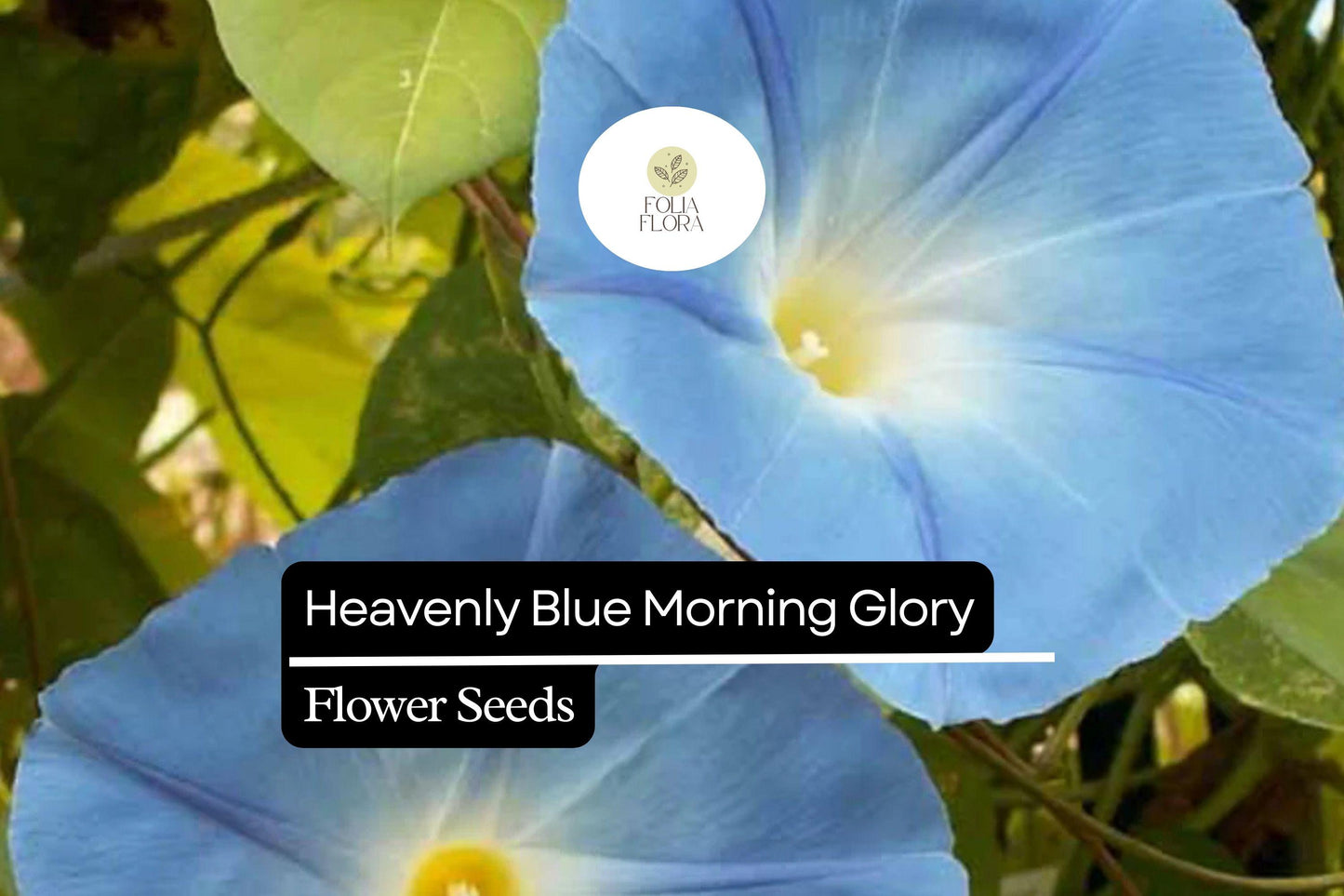 Heavenly Blue Morning Glory (Ipomoea tricolor) – Vibrant Sky Blue Climbing Vine