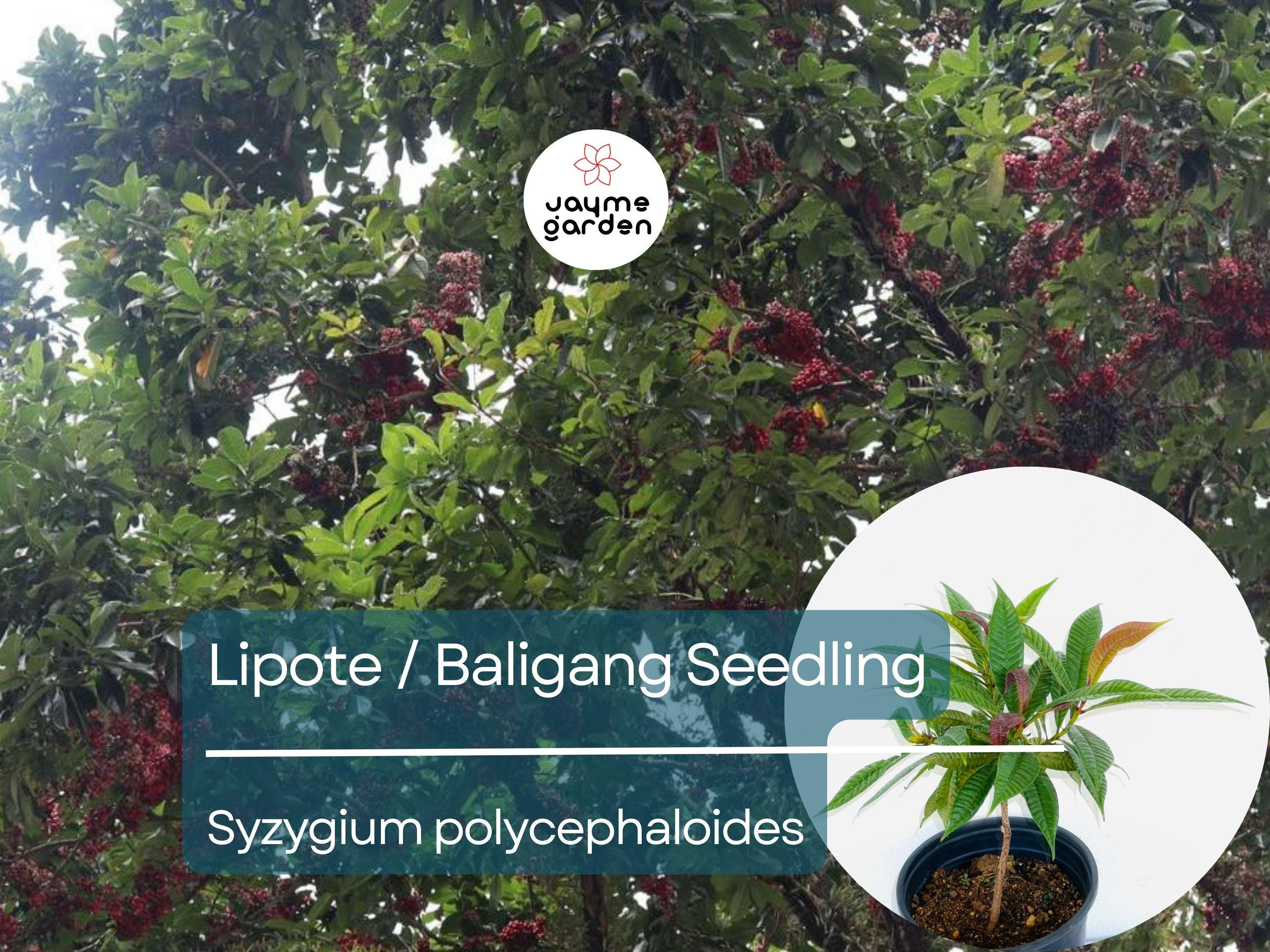 Lipote Starter Plant Seedling (Syzygium polycephaloides) - Baligang Live Tropical Fruit Tree 1′-2′ Tall - Rare Fruit for Garden & Orchard