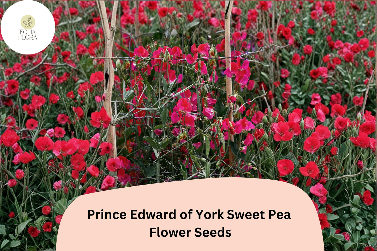 50+ Prince Edward of York Sweet Pea Seeds | Fragrant Deep Red Flower for Garden Trellis