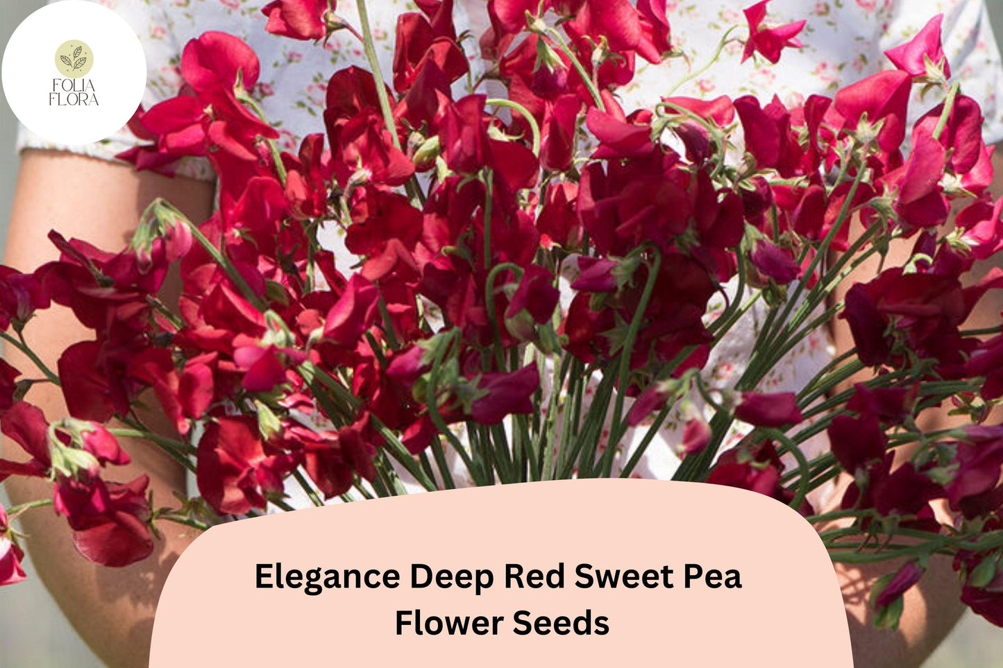 Elegance Deep Red Sweet Pea Seeds | Lathyrus odoratus Climbing Vine (50+ Seeds) for Garden Planting