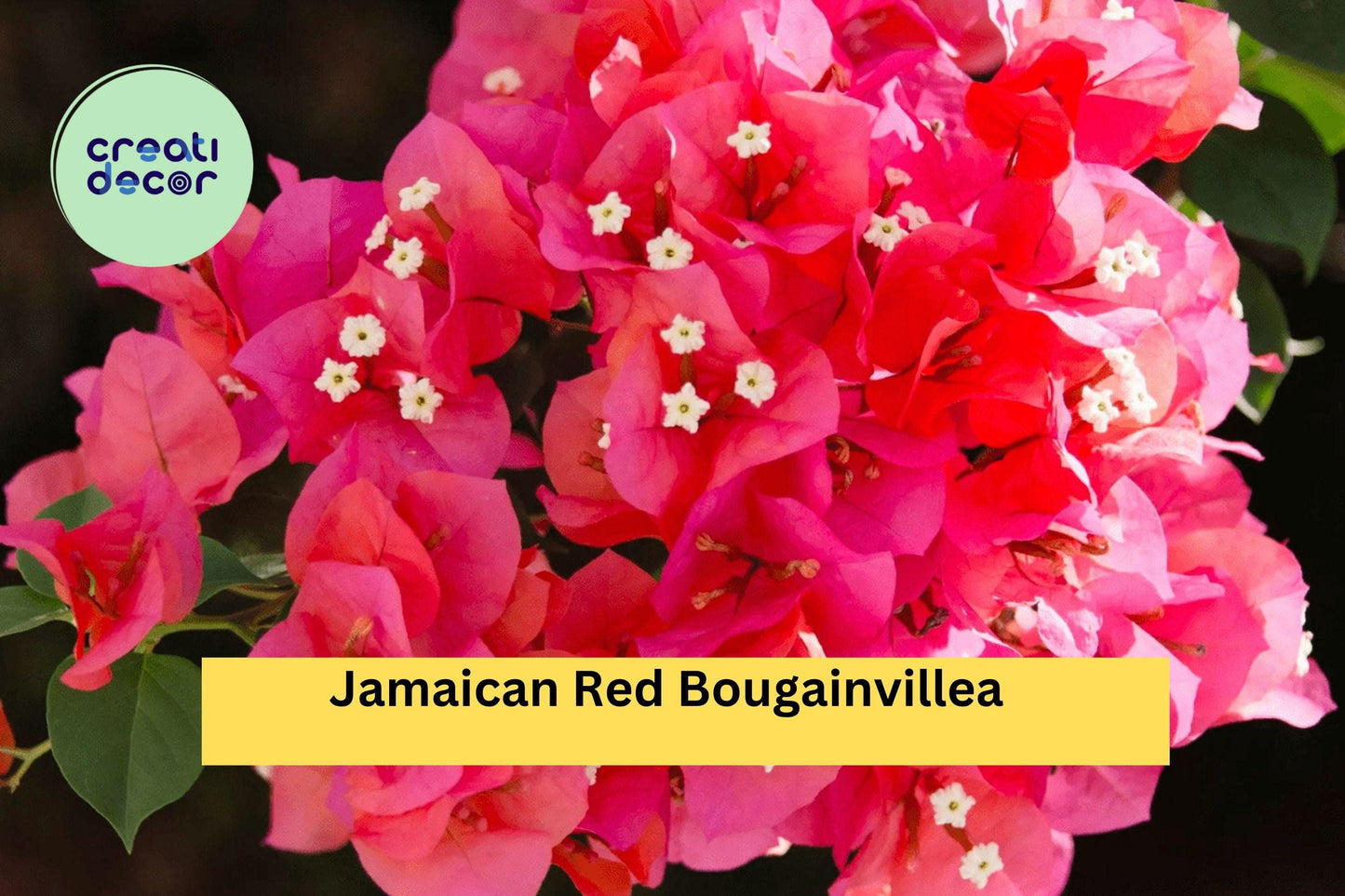 Jamaican Red Bougainvillea – Live Well-Rooted Starter Plant, Small Plug Vine with Bright Red Bracts, Tropical Flowering Vine for Garden