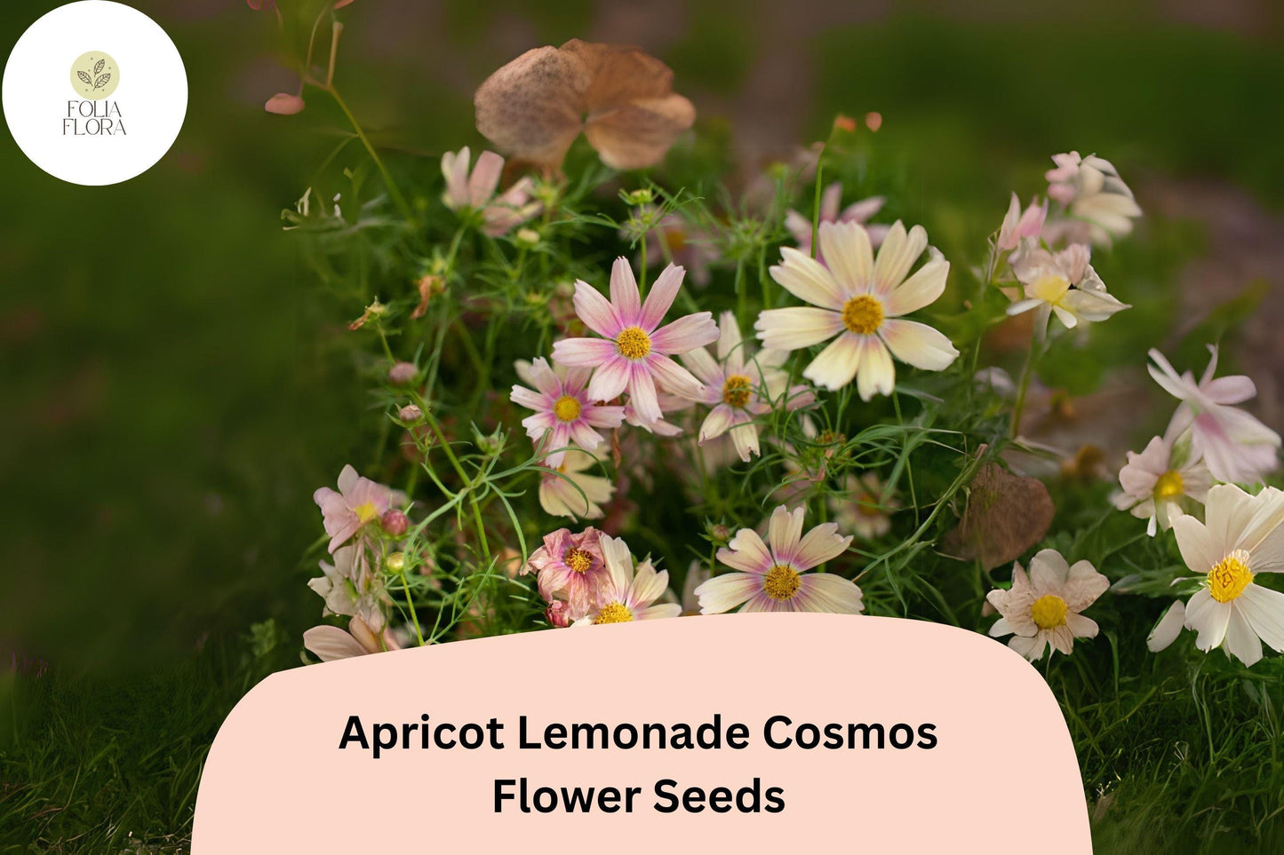 Cosmos bipinnatus Apricot Lemonade Seeds – 200+ Pastel Blooms for Garden & Cut Flowers