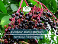 80 European Black Elderberry Seeds (Sambucus nigra), Tree, Edible Fruit, Herb, High Yield, Elderberry Plant, Garden Starter
