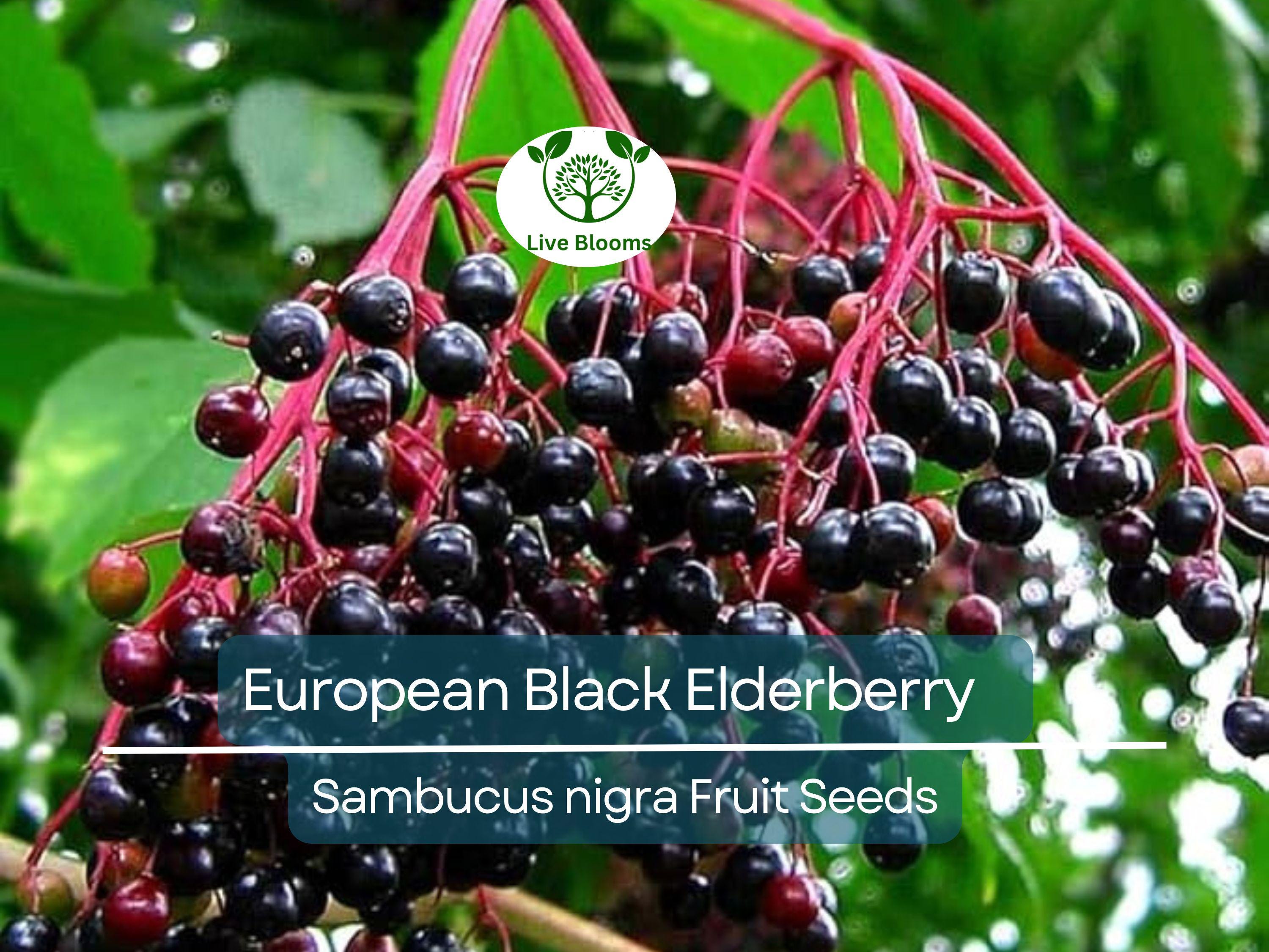80 European Black Elderberry Seeds (Sambucus nigra), Tree, Edible Fruit, Herb, High Yield, Elderberry Plant, Garden Starter