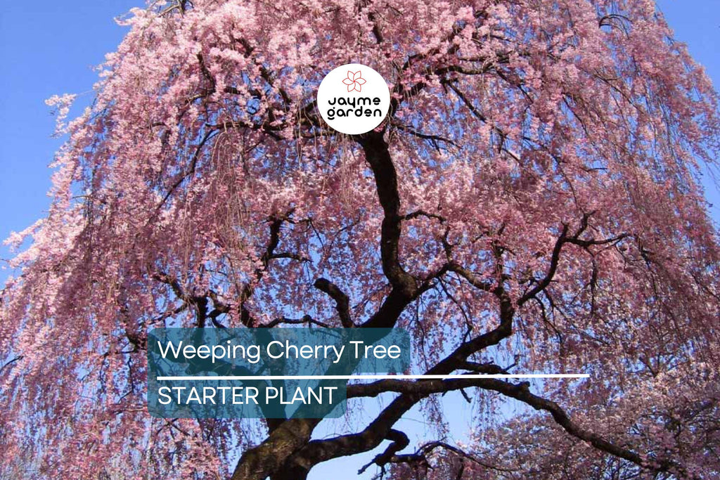 Weeping Cherry Tree – 2-3 Ft Tall | Live Flowering Tree | Bare Root | Spring Blooms | Hardy Zone 5 | Ready to Plant