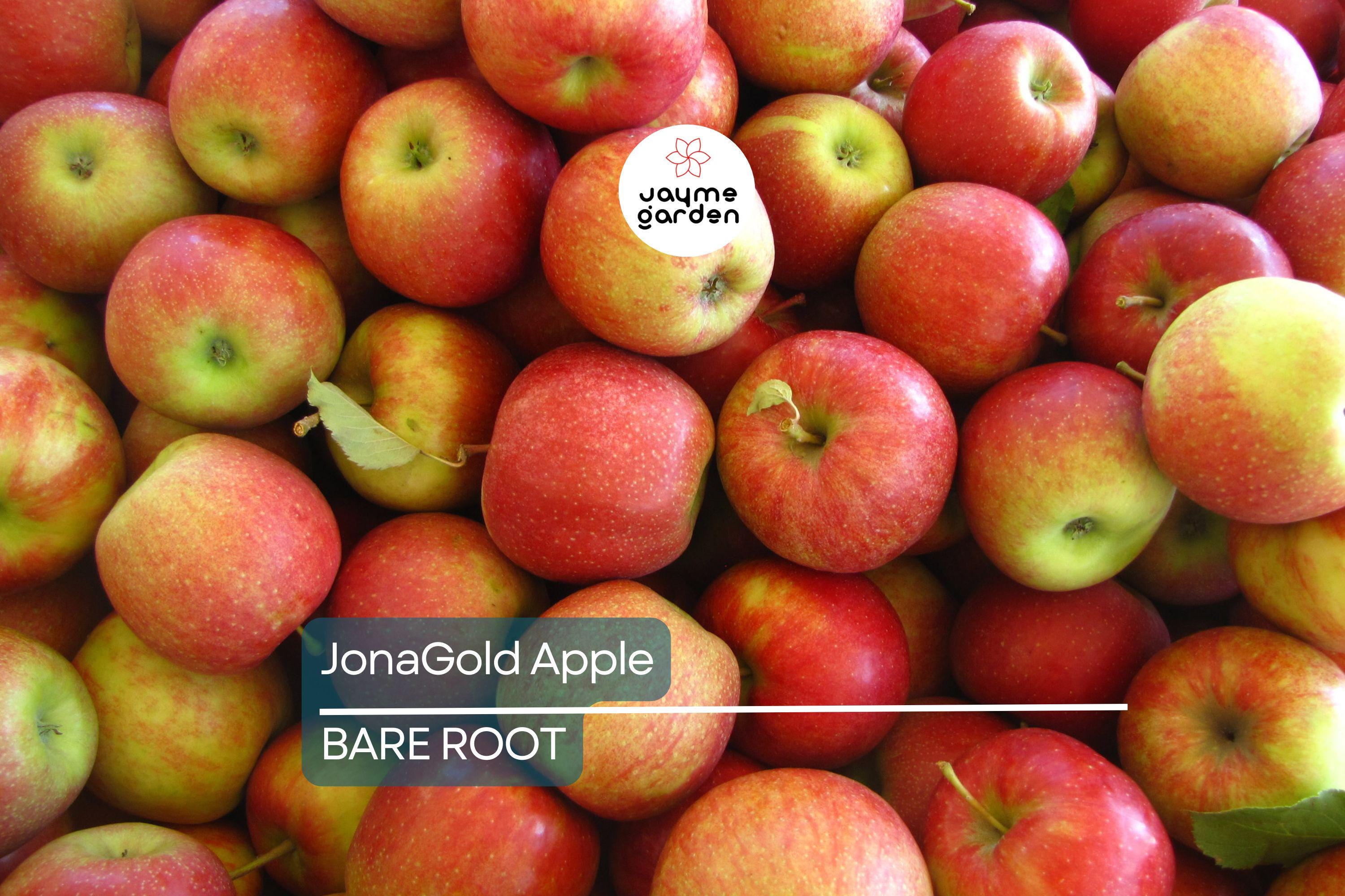 JonaGold Apple Tree 2-3ft | Live Bare Root Fruit Tree | Sweet-Tart Apples | Cold Hardy Zones 4-8