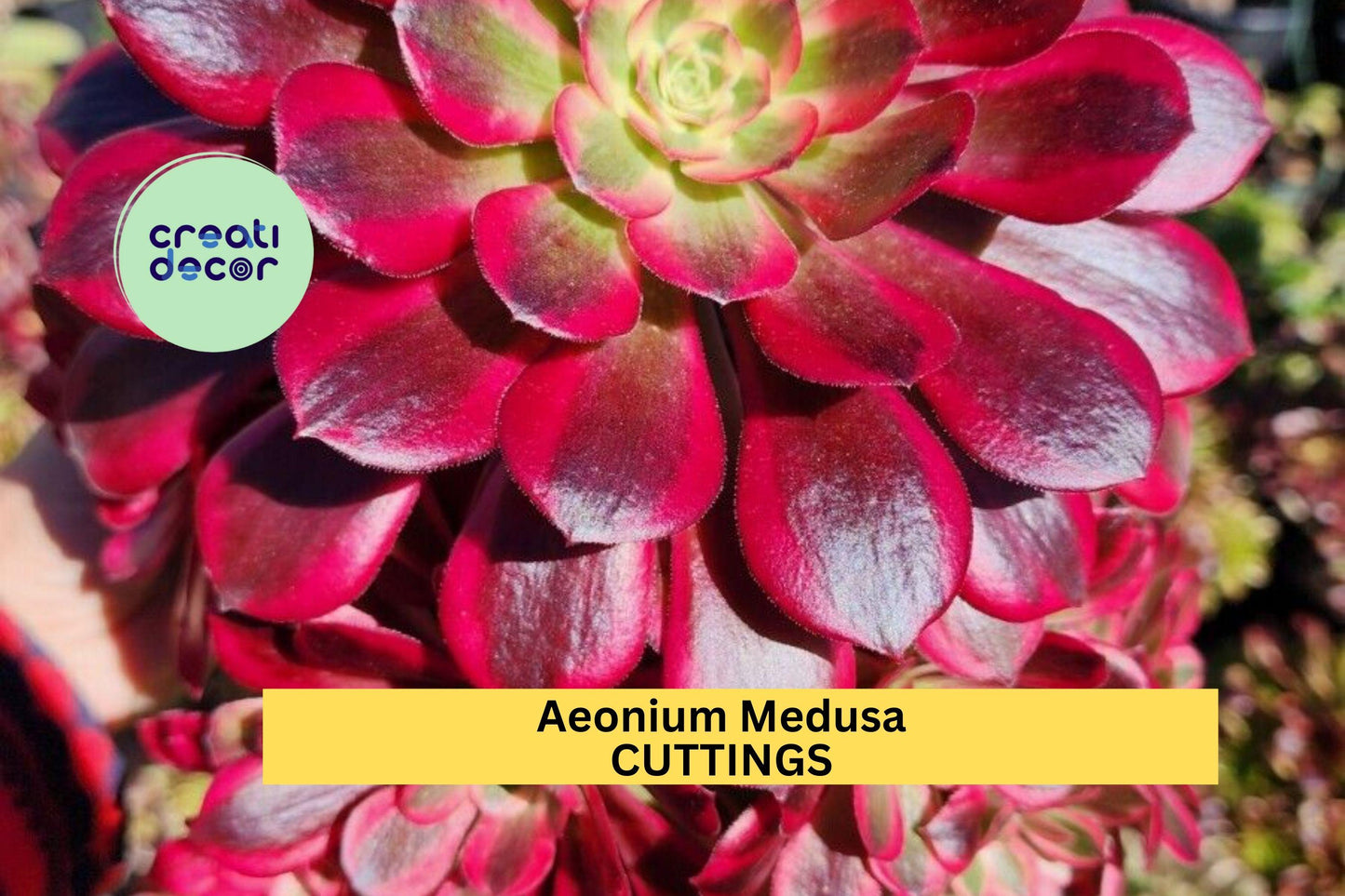 Aeonium ‘Medusa’ Cutting (1) | Rare Succulent Rosette | Unrooted Starter | Unique Foliage for Collectors & Arrangements