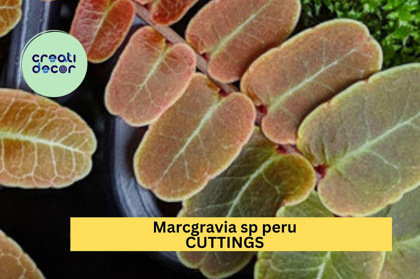 1 Marcgravia sp. Peru Cutting – 10 Leaf Shingling Vine for Terrariums & Vivariums, Rare Tropical Collector Plant – USA