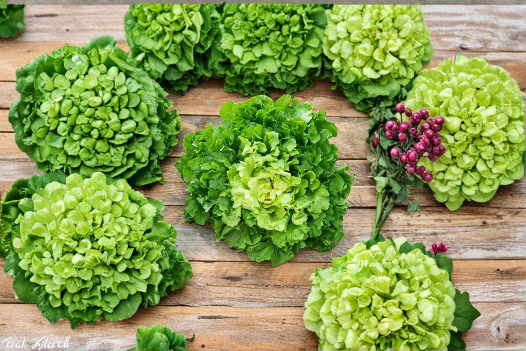 Endive – Broadleaf Batavian 850 Seeds | Heirloom Leafy Green | Mildly Bitter Flavor | Excellent for Fall Gardens