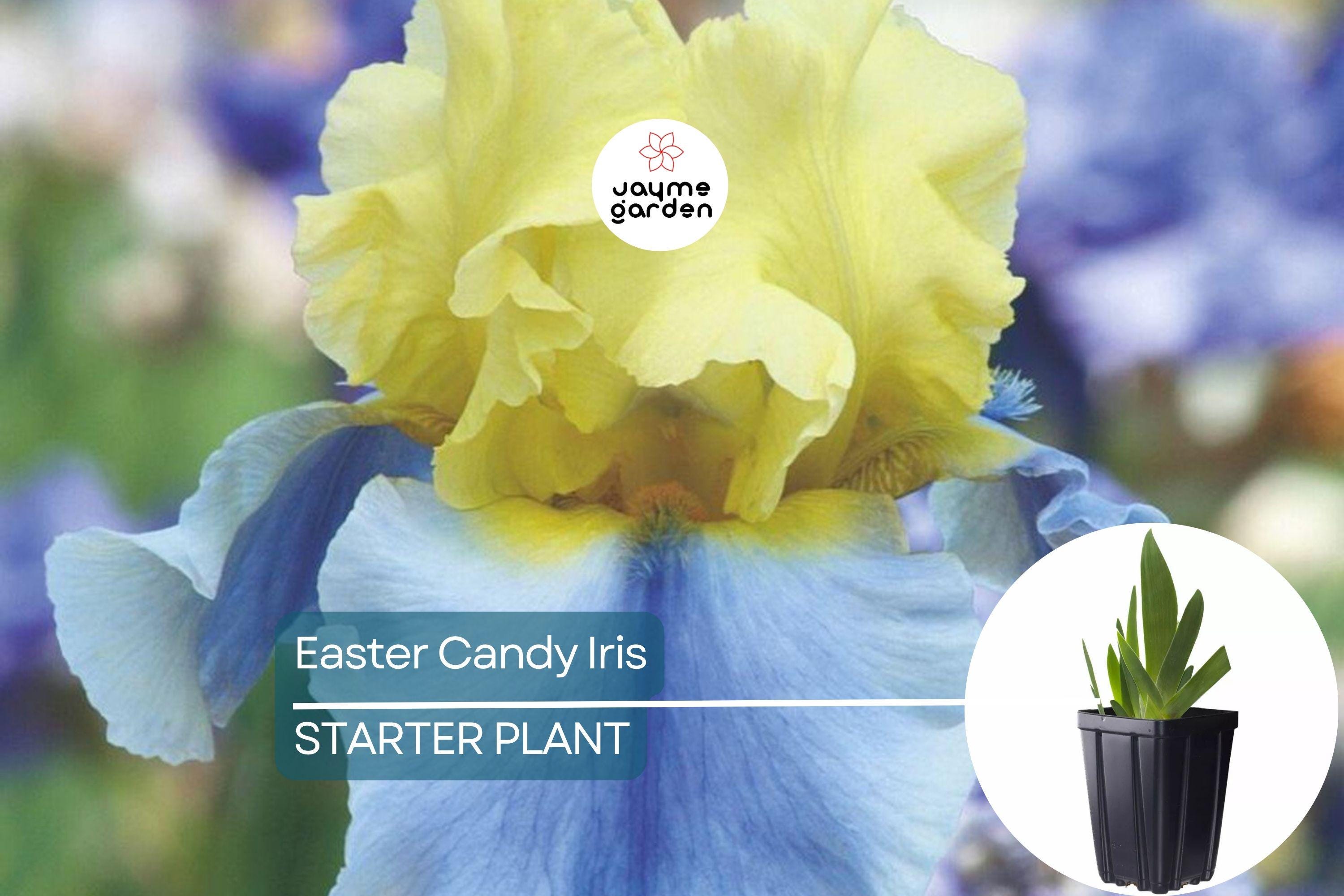Easter Candy Iris Plant – Quart Pot | Large Blue & Yellow Flowers | Perennial, Deer Resistant, Hardy Zones 3-10 | 37" Tall