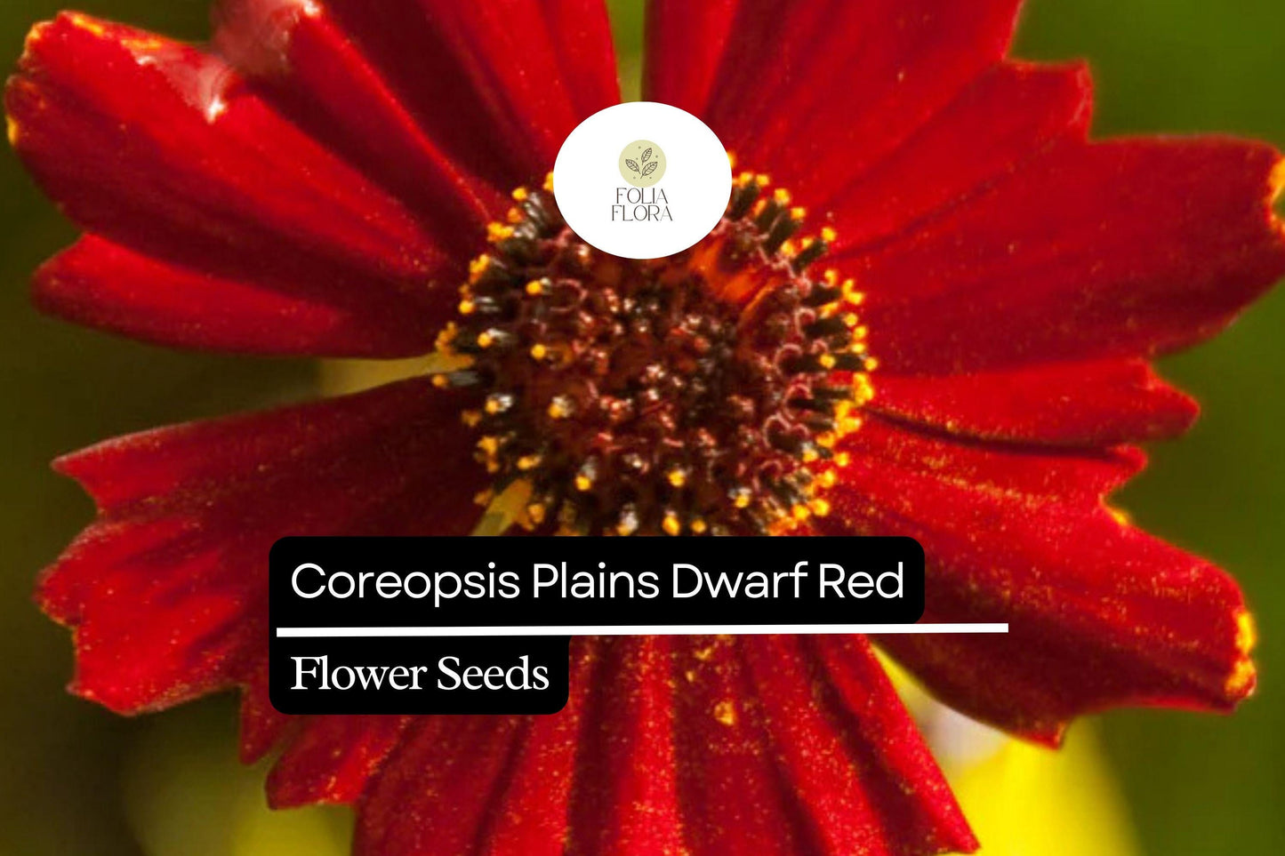 100mg Coreopsis Plains Dwarf Red Seeds, Coreopsis tinctoria, Compact Red Wildflower Blooms