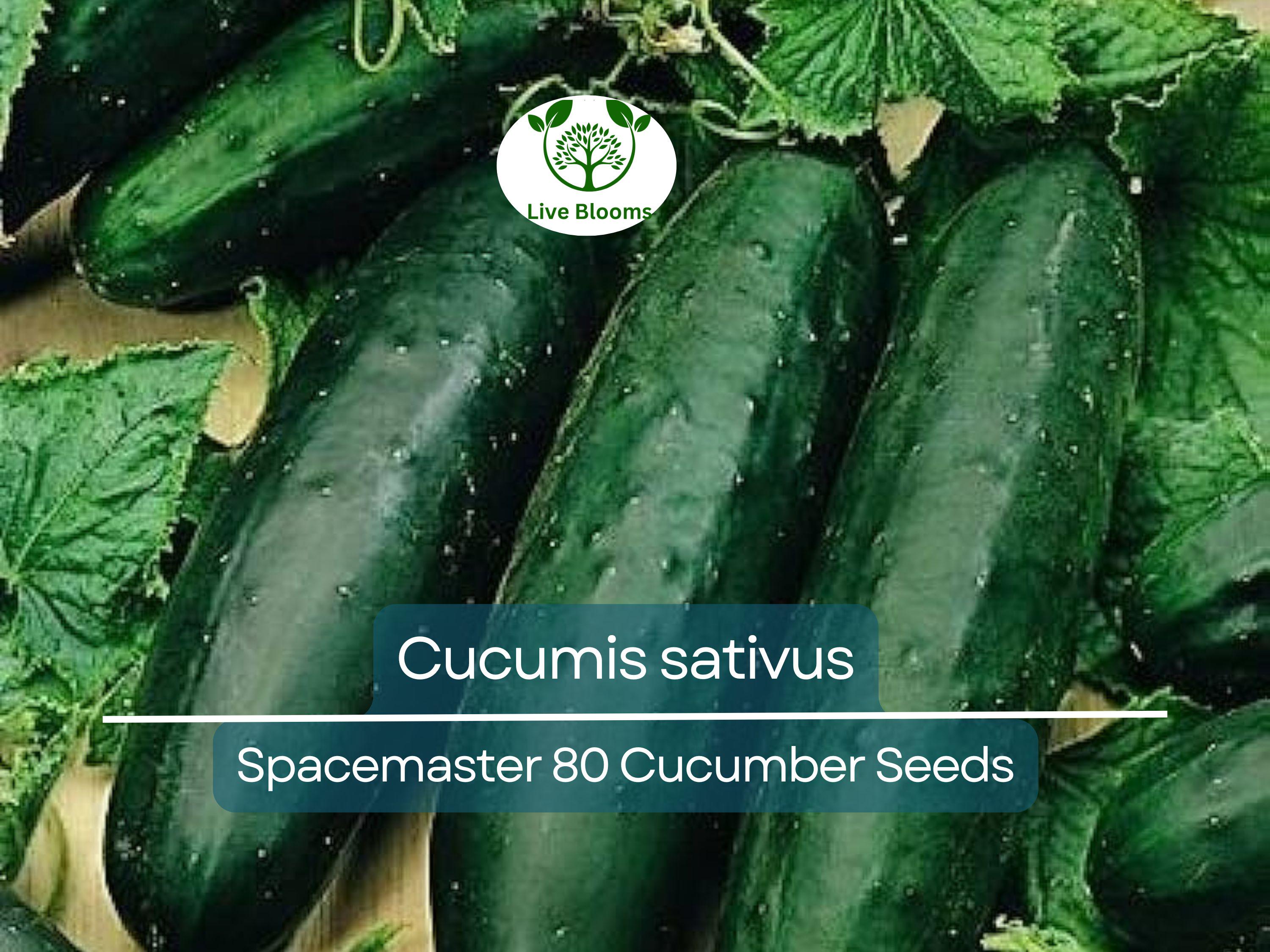 35 Seeds Cucumber Spacemaster 80 - Cucumis sativus | Compact Cucumber Variety for Planting, Gardening & Fresh Crisp Harvests