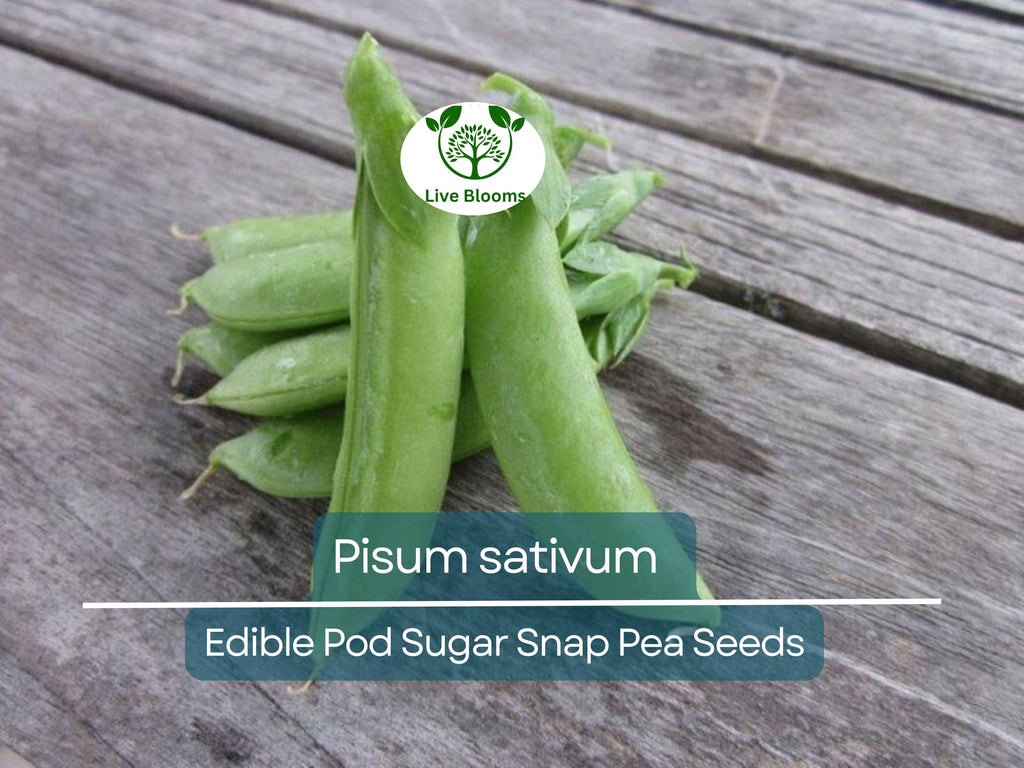 30 Seeds Pea Edible Pod Sugar Snap – Pisum sativum | Heirloom Sugar Snap Peas for Planting, Gardening & Sweet Crisp Harvests