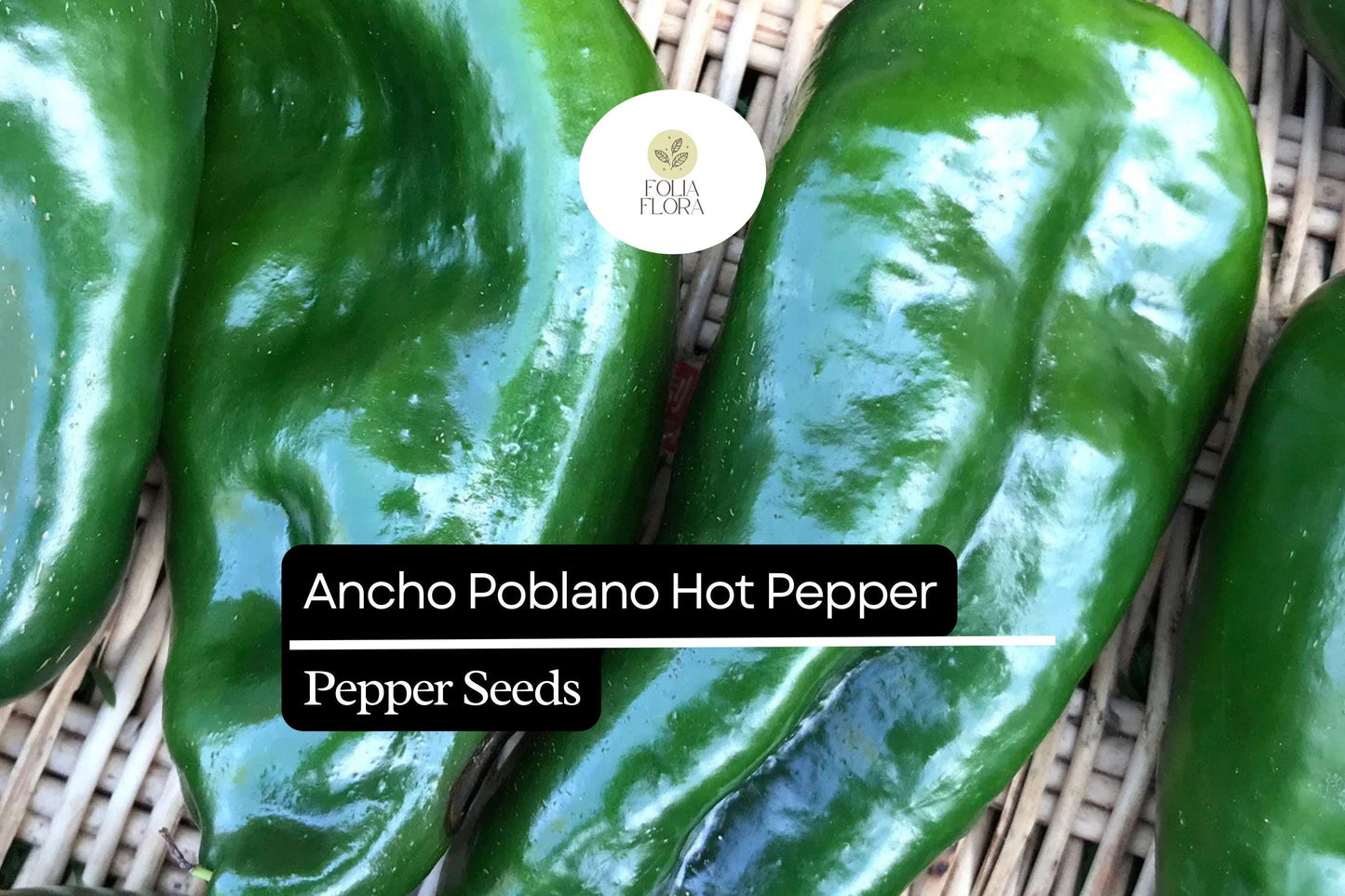 25 Ancho Poblano Pepper Seeds – Heirloom, Non-GMO, Mildly Spicy & Flavorful Peppers