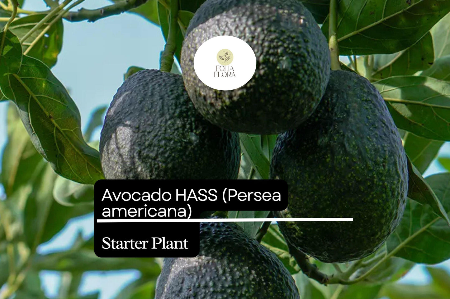 1 Starter Plant Avocado Hass Tree (Persea americana) Live Tropical Fruit Tree 12"-24"