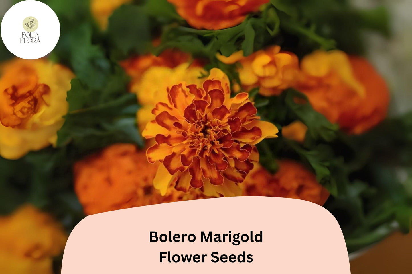 25+ Bolero Marigold Seeds | French Dwarf Marigold | Red & Gold Bi-Color Blooms | Easy Annual Flower for Garden Planting