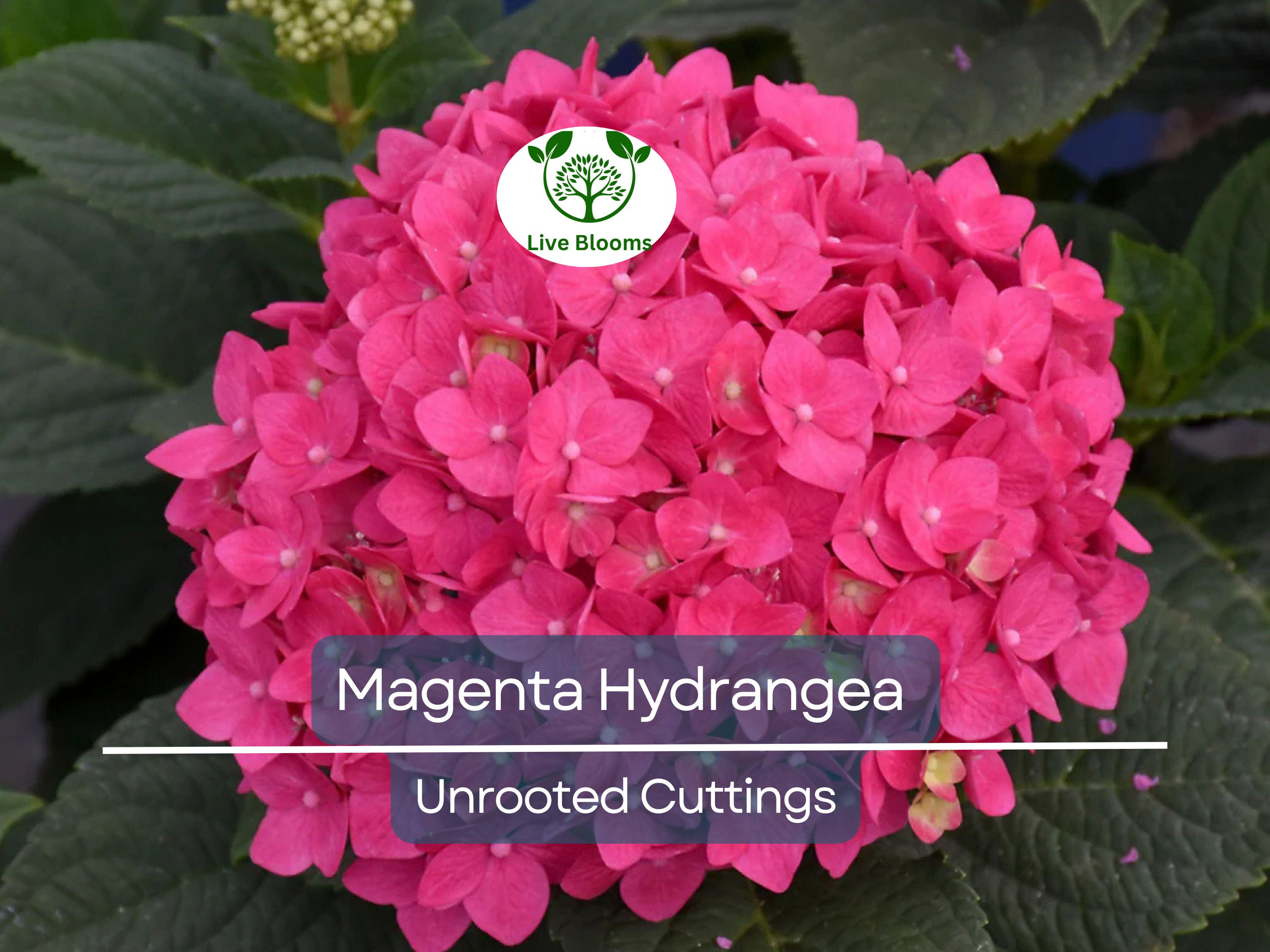 6 Live Fresh Heirloom MAGENTA Hydrangea Cuttings - 6" Unrooted - Easy to Grow, Beautiful Blooms, Hydrangea macrophylla, Garden Plant