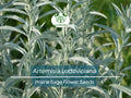 30 mg Seeds Artemisia Ludoviciana (Prairie Sage) for Planting - Herb, Drought-Tolerant, Fragrant Perennial, Native Plant for Garden