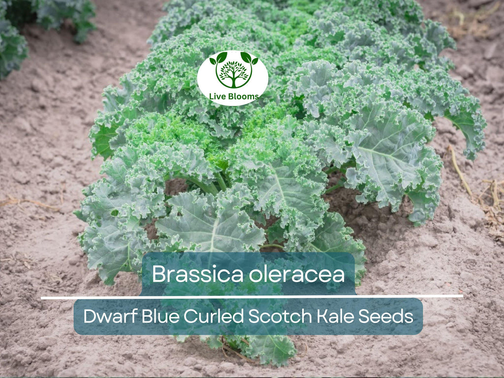 350 Dwarf Blue Curled Scotch Kale Seeds – Brassica oleracea Fresh, Nutritious Kale for Planting, Easy to Grow, Perfect for Salads & Cooking
