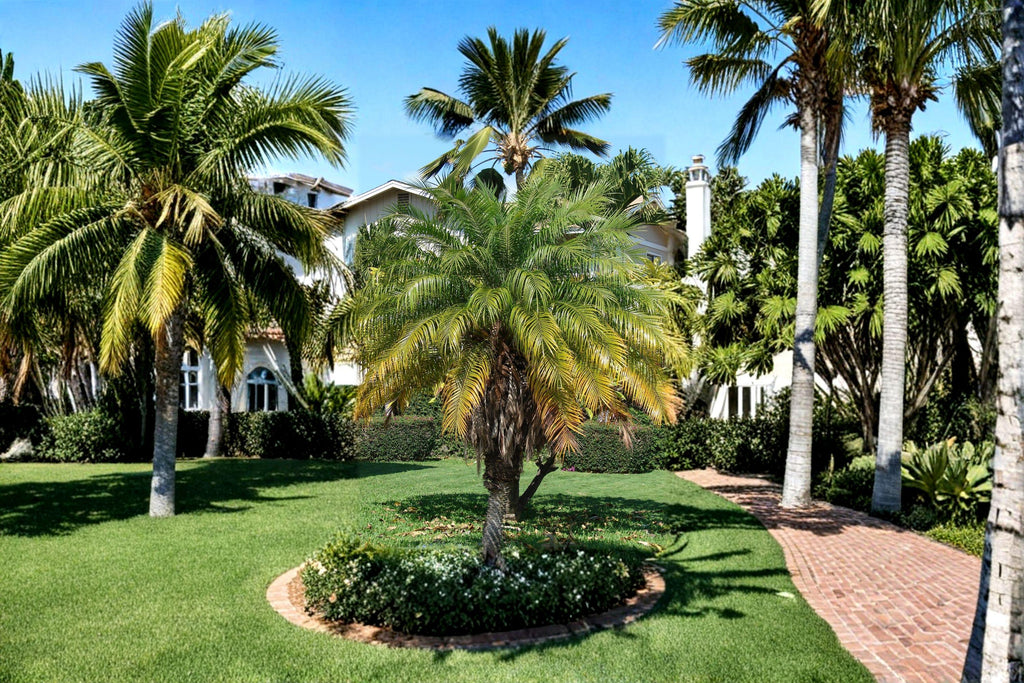 Pygmy Date Palm Seeds – Phoenix Roebelenii, Indoor Container (5 Seeds)