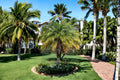 Pygmy Date Palm Seeds – Phoenix Roebelenii, Indoor Container (5 Seeds)