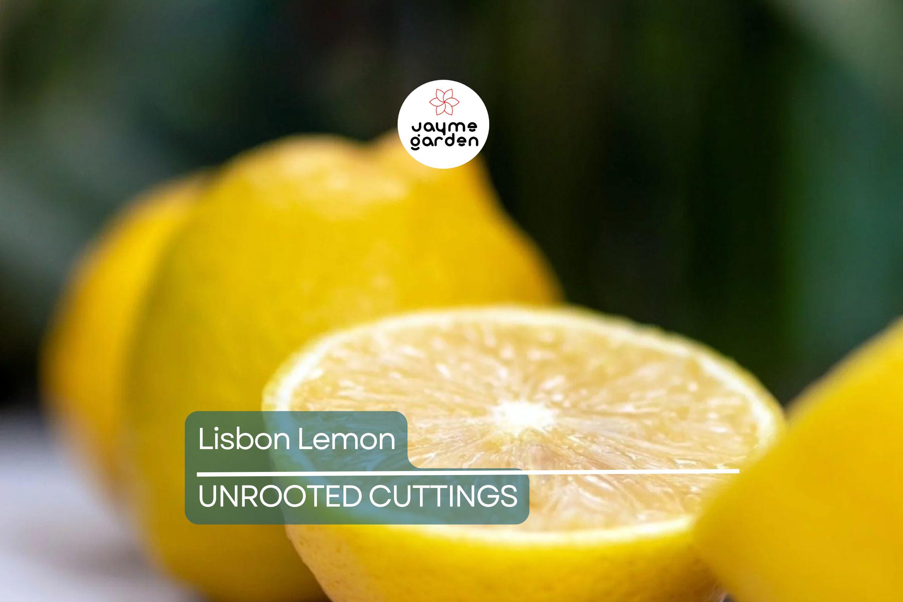 5 Lisbon Lemon Cuttings - Citrus limon | 8" Unrooted Fresh Cuttings for Rooting & Grafting