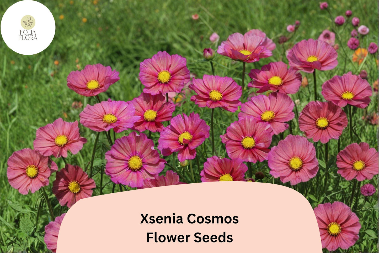 200+ Xsenia Cosmos Seeds | Cosmos bipinnatus Peach Pink Blooms | Easy Annual Garden Flower for Borders & Pollinators