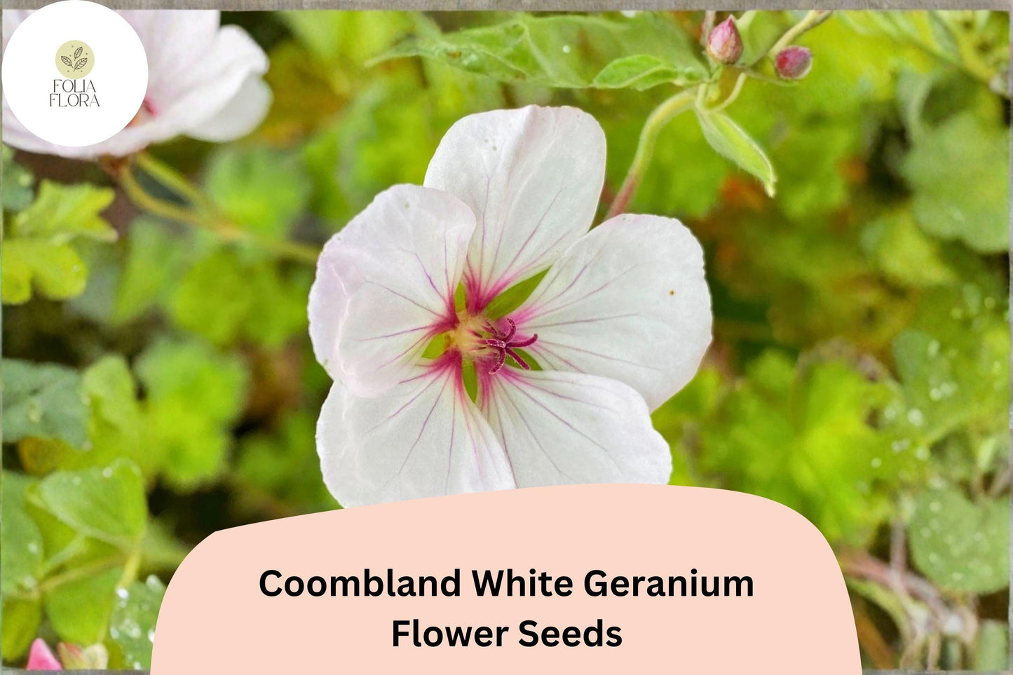 25+ Coombland White Geranium Seeds | White Hardy Cranesbill | Perennial Garden Flower & Ground Cover Plant
