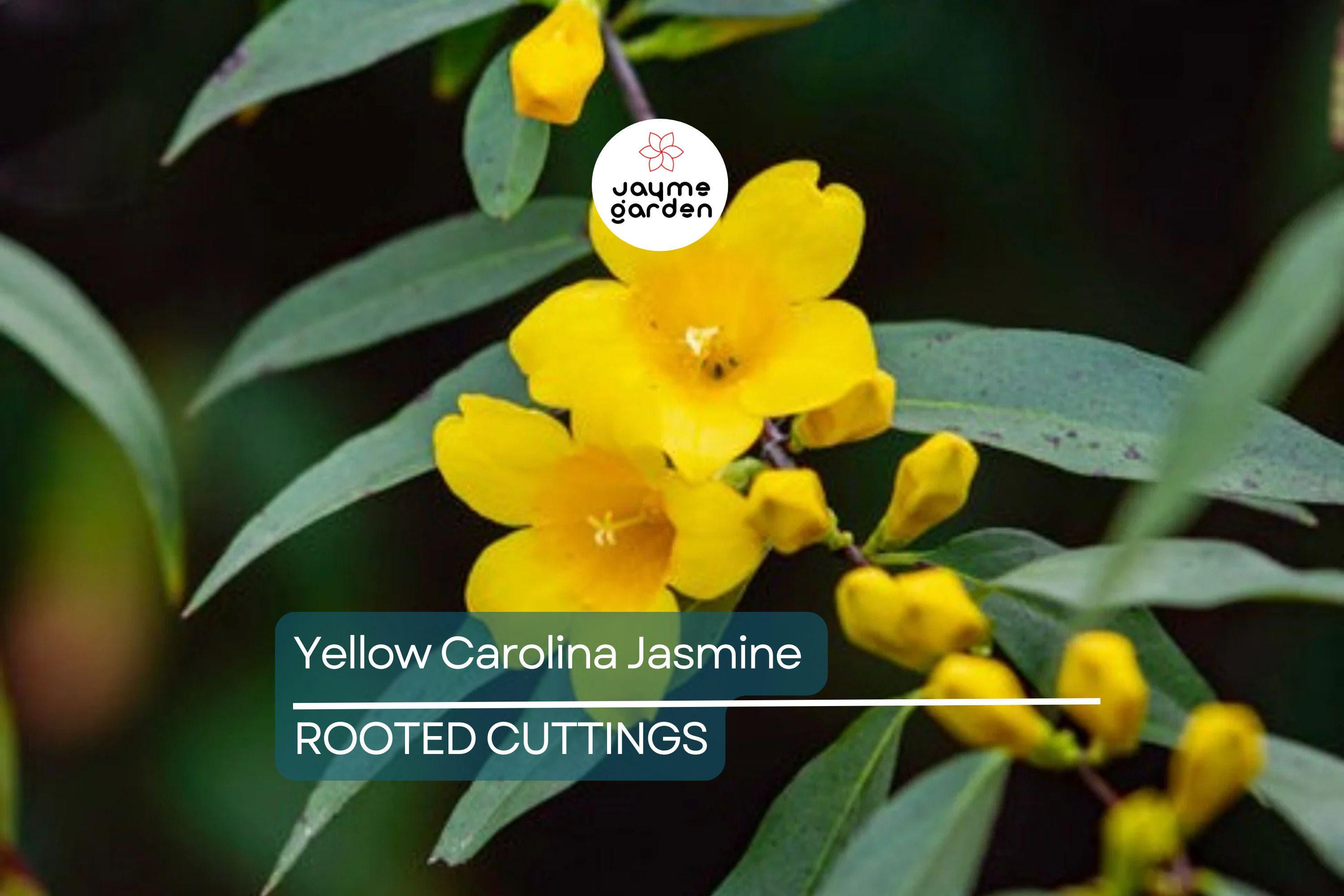 Yellow Carolina Jasmine Live Plants (6) - 8-10" Rooted Vines, Climbing Flowering Vine