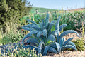 Kale – Lacinato (Dinosaur Kale) 250 Seeds | Italian Heirloom Kale | Dark Blue-Green Leaves | Sweet After Frost