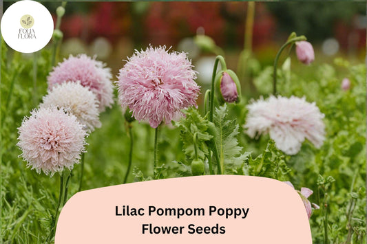200+ Lilac Pompom Poppy Seeds for Garden Planting – Soft Lilac Blooms, Double Pom-Pom Flowers, Easy to Grow
