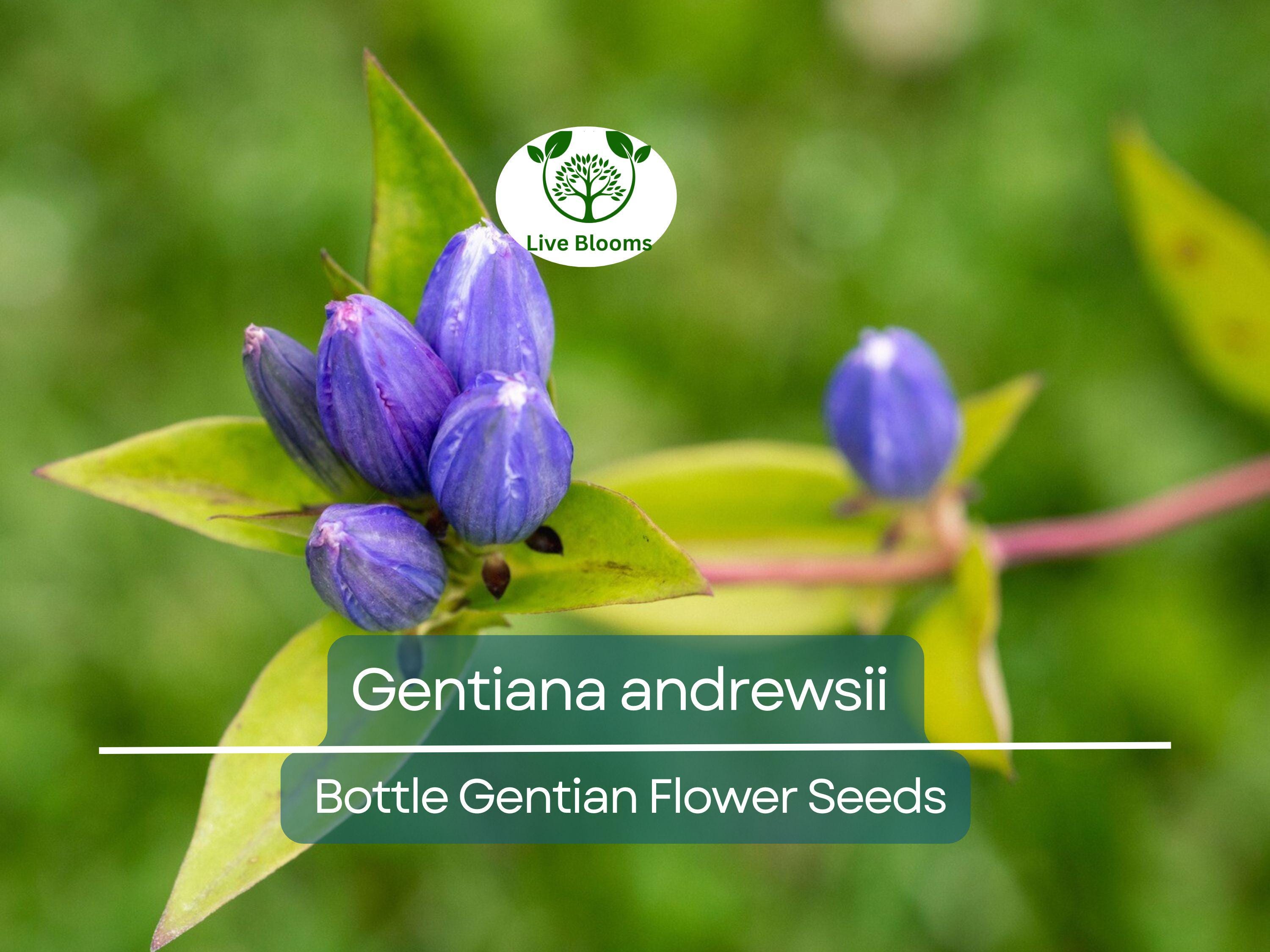 100 mg Seeds Gentiana andrewsii (Bottle Gentian) for Planting | Rare Native Wildflower for Shade Gardens & Pollinator Habitats