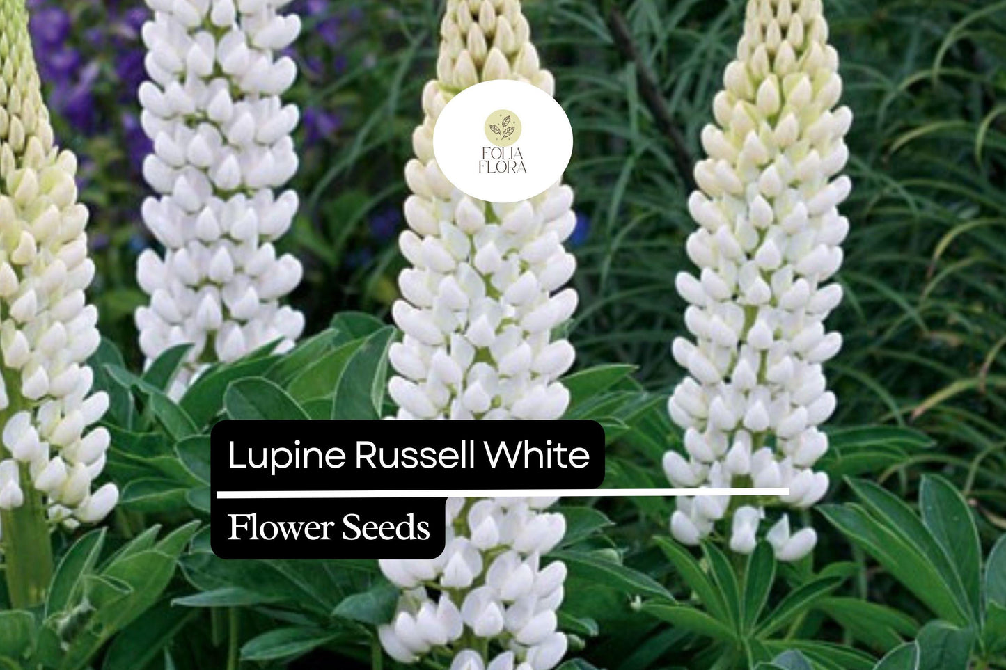 25+ Russell White Lupine Seeds | Lupinus polyphyllus | White Spiked Blooms for Garden Planting