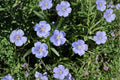 Perennial Blue Flax Seeds – Linum perenne, Drought Tolerant Wildflower (100 Seeds)