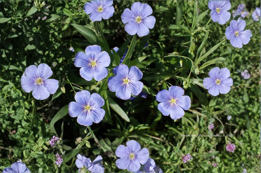 Perennial Blue Flax Seeds – Linum perenne, Drought Tolerant Wildflower (100 Seeds)