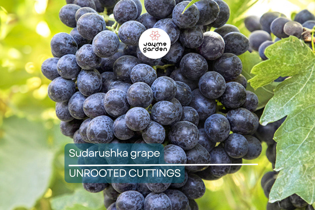 Sudarushka Grape Cuttings | 2 Hardwood Cuttings | Imported from Ukraine | Easy to Root | Early Ripening, Sweet Juicy Berries