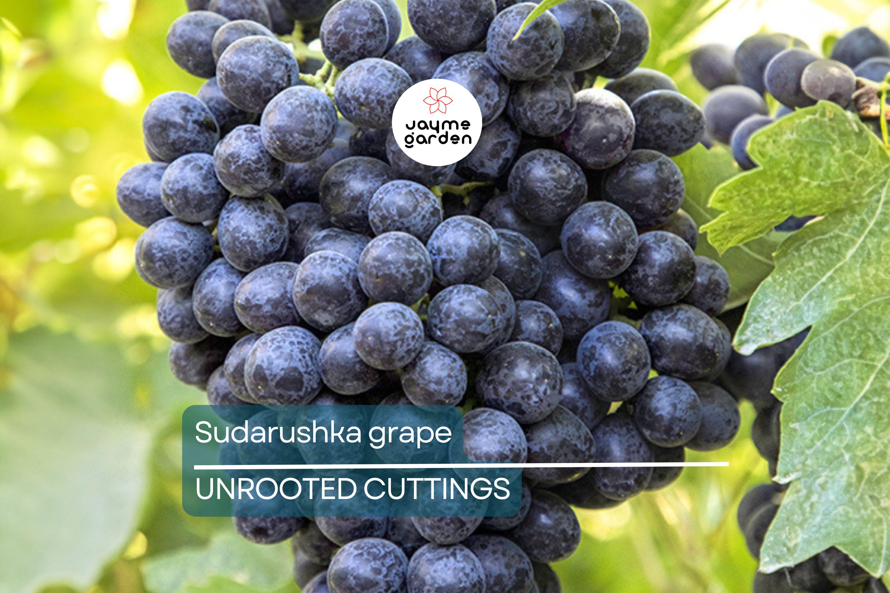 Sudarushka Grape Cuttings | 2 Hardwood Cuttings | Imported from Ukraine | Easy to Root | Early Ripening, Sweet Juicy Berries
