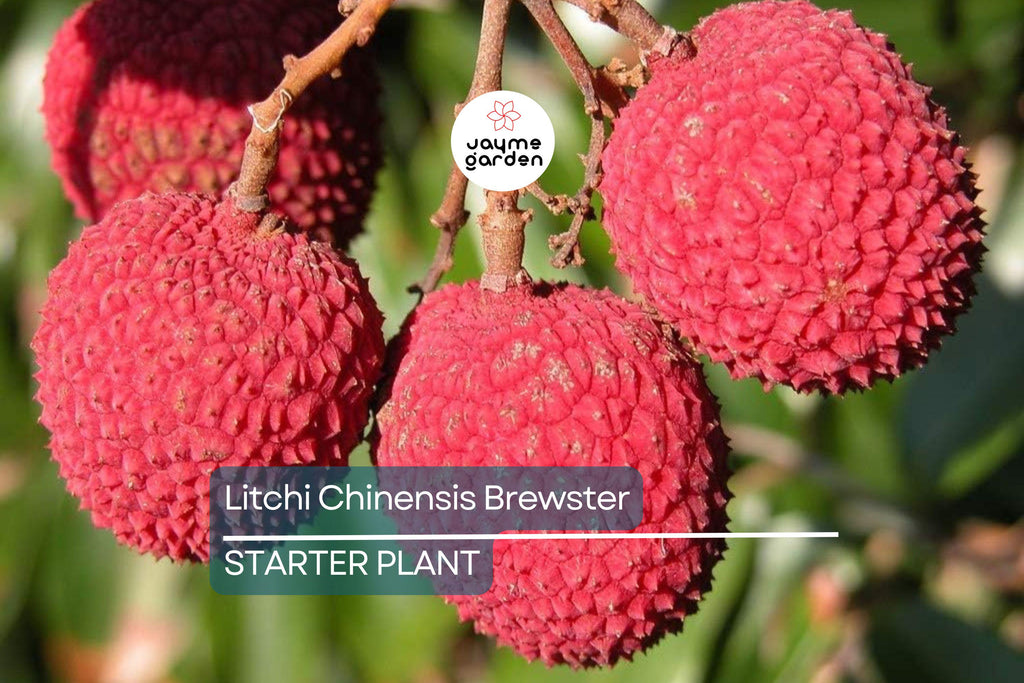 Lychee Brewster Seedling 6"-12" Tall | Tropical Fruit Tree (Litchi chinensis) | Potted Starter Plant | Sweet Red Fruits | Outdoor
