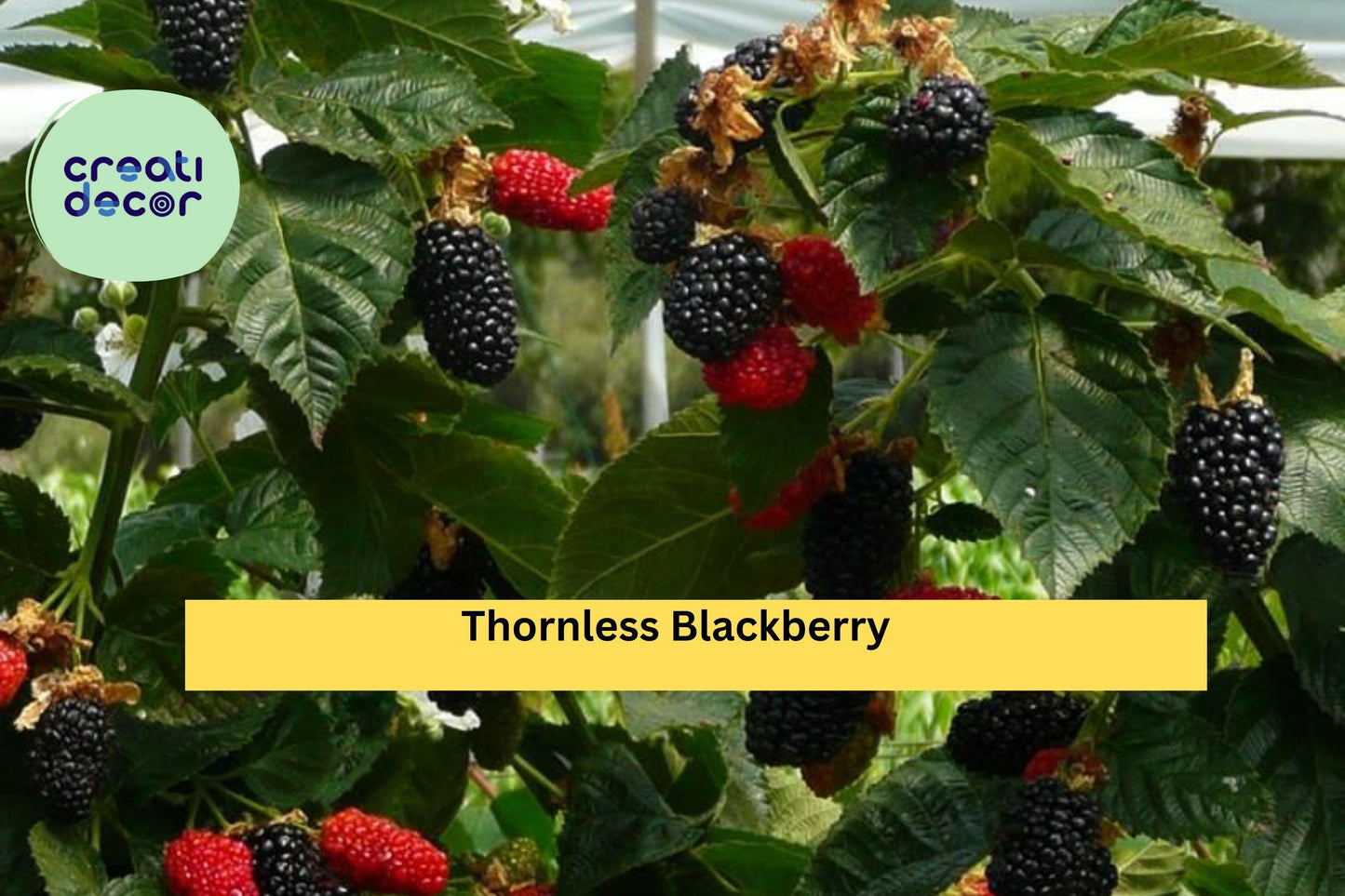 Prime-Ark Freedom Thornless Blackberry Plants – Live 2-Pack, Cold Hardy Fruit Bushes, High-Yield, Easy Grow Berry Plants for Garden